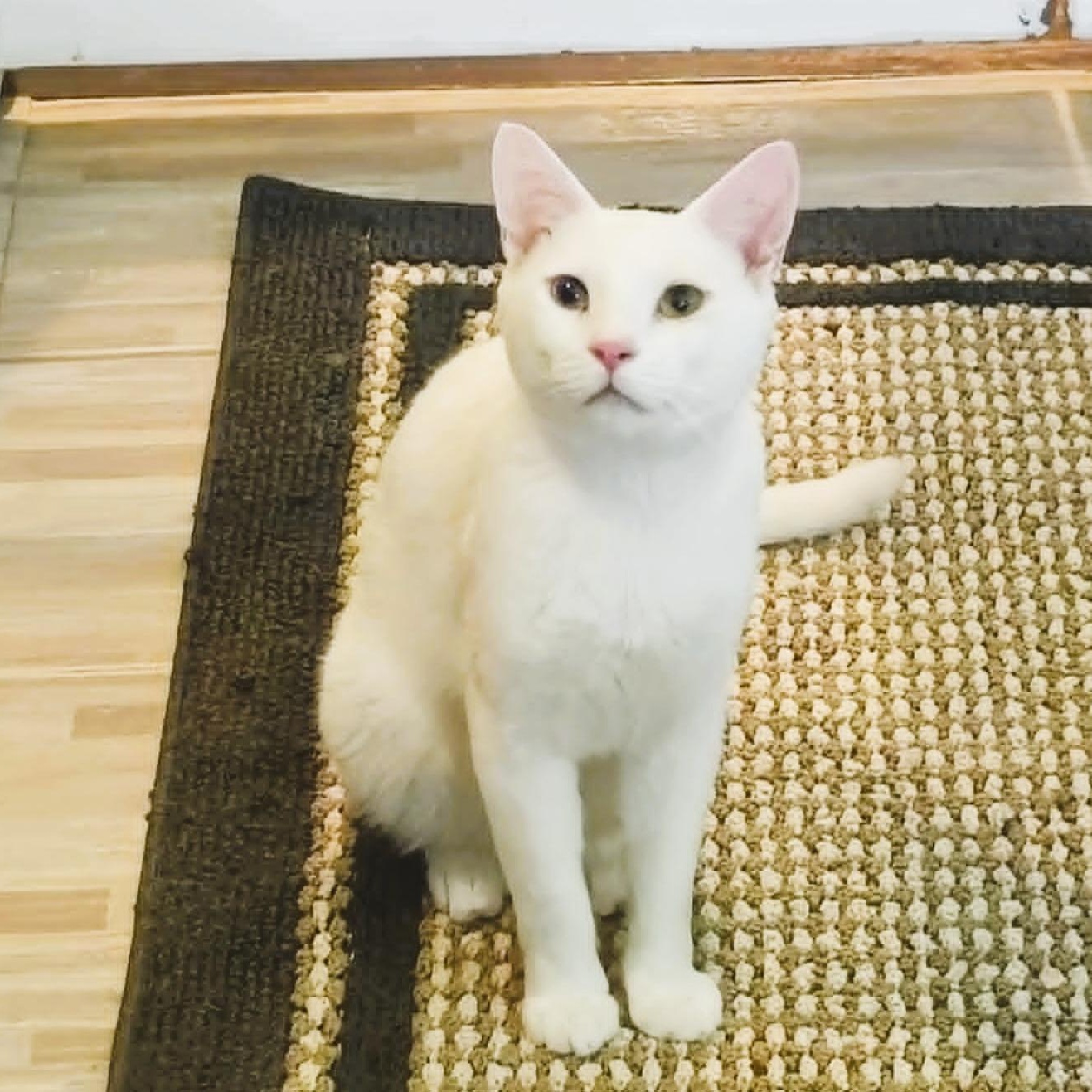 Beckett - Perfect Companion, a ADOPTABLE Domestic Short Hair in Rochester, NY image 2/4