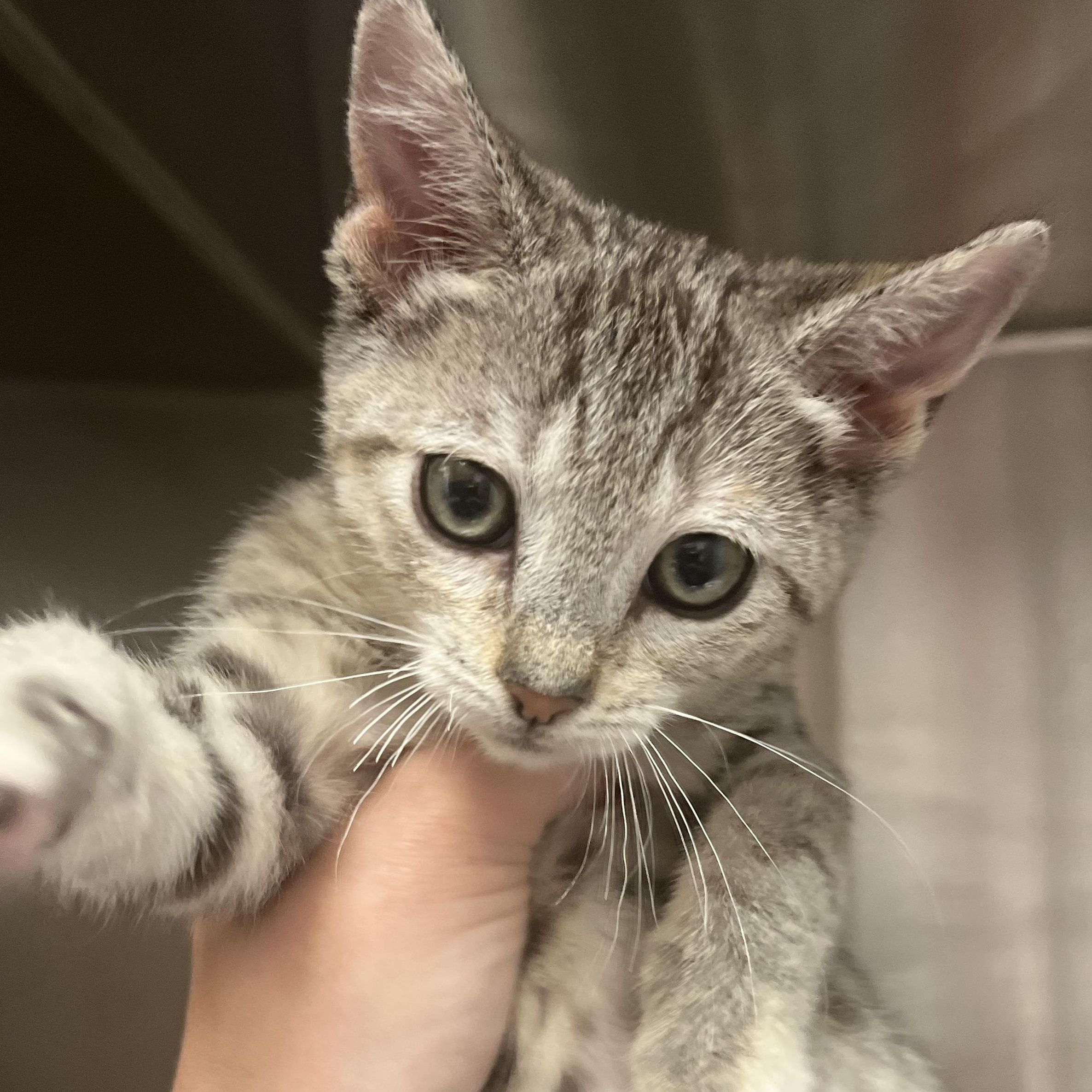 Potato, Baby Female Domestic Short Hair