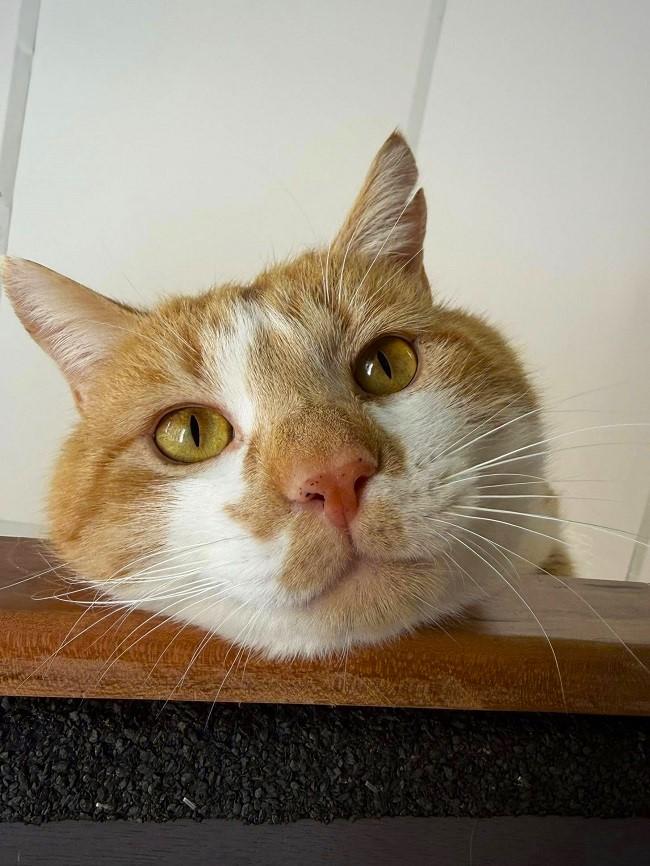 Enlarge SAWDUST, a ADOPTABLE Domestic Short Hair in Pegram, TN image 3/3