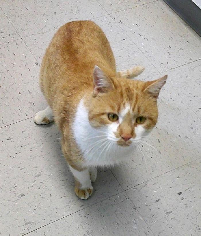 SAWDUST, ADOPTABLE, Young Male Domestic Short Hair.