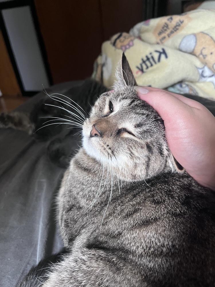 Enlarge Tortellini, a Adoptable Domestic Short Hair in Anoka, MN image 1/4