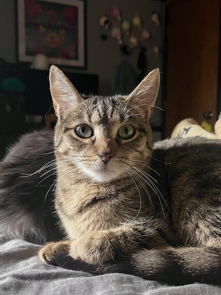 Enlarge Tortellini, a Adoptable Domestic Short Hair in Anoka, MN image 2/4