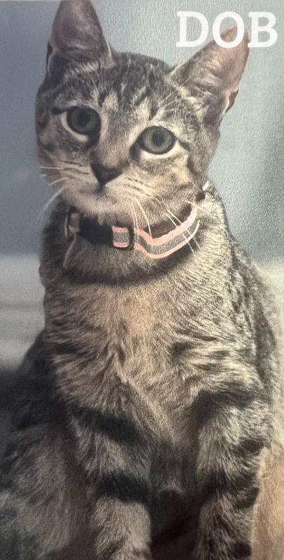 Enlarge Tortellini, a Adoptable Domestic Short Hair in Anoka, MN image 3/4