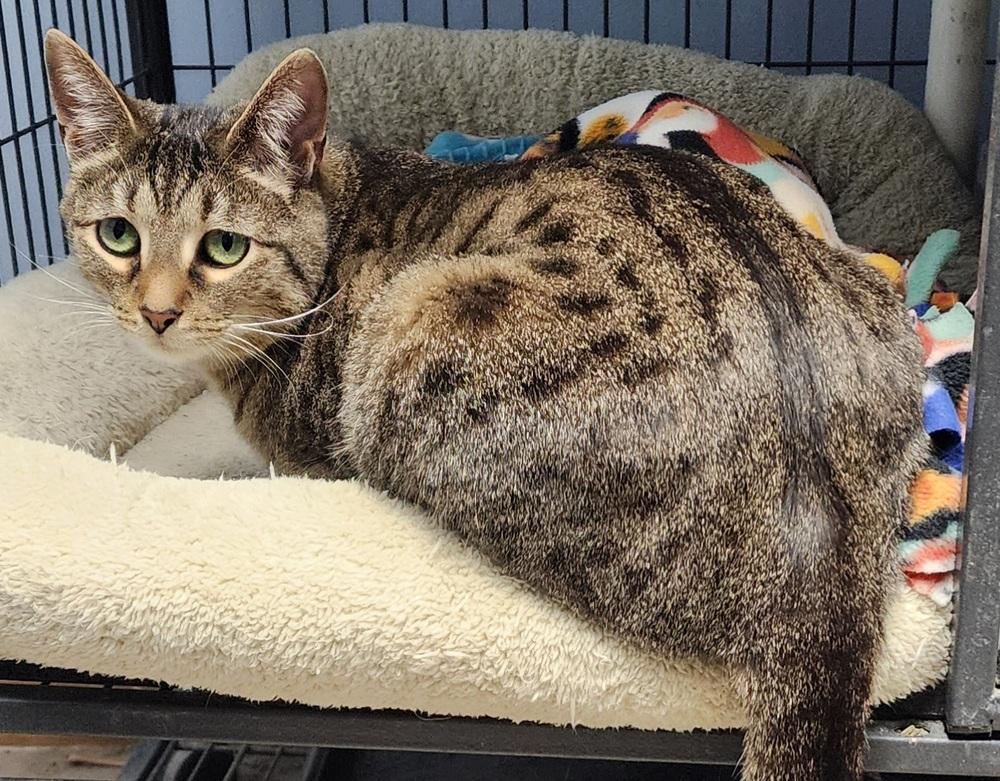 Enlarge Tortellini, a Adoptable Domestic Short Hair in Anoka, MN image 4/4