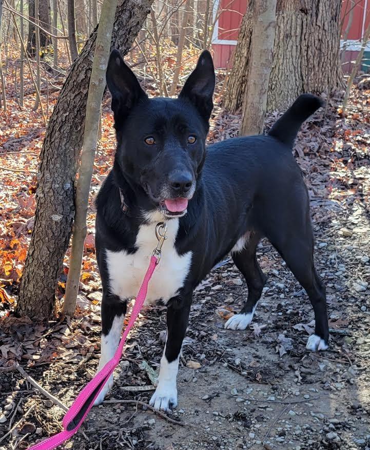Sax, Adoptable, Young Male Australian Kelpie & Mixed Breed.