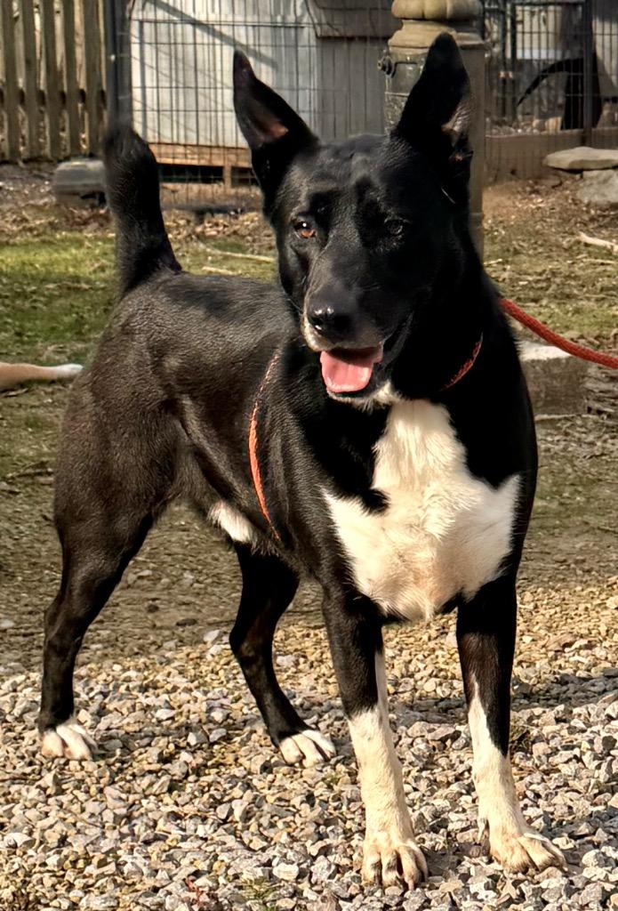 Enlarge Sax, a Adoptable mixed breed in Crossville, TN image 2/6