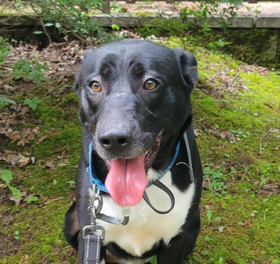 Enlarge Sax, a Adoptable mixed breed in Crossville, TN image 1/6