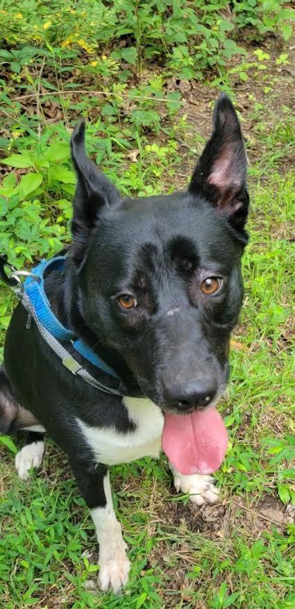 Enlarge Sax, a Adoptable mixed breed in Crossville, TN image 2/6