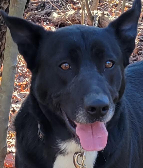 Enlarge Sax, a Adoptable mixed breed in Crossville, TN image 3/6