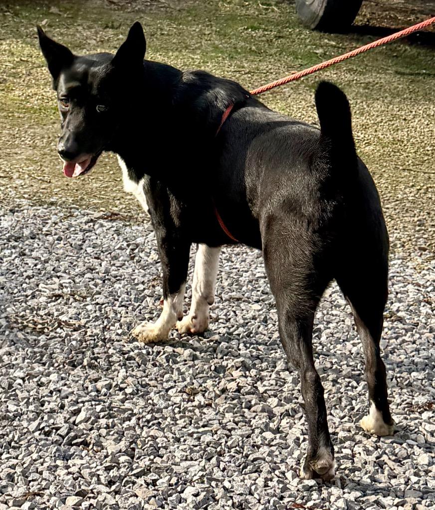 Enlarge Sax, a Adoptable mixed breed in Crossville, TN image 3/6