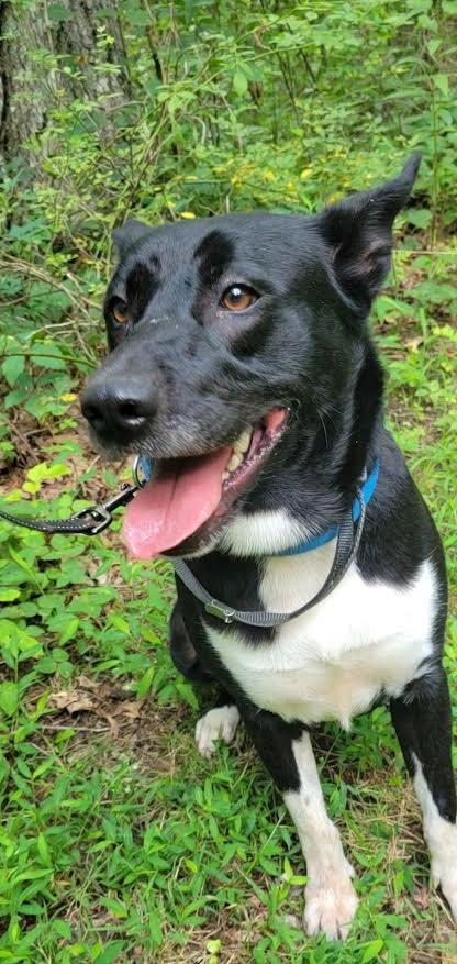 Enlarge Sax, a Adoptable mixed breed in Crossville, TN image 3/6