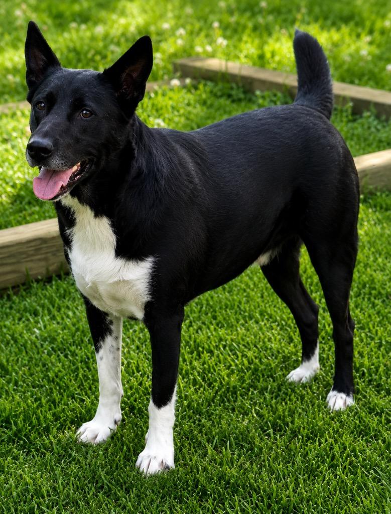 Enlarge Sax, a Adoptable mixed breed in Crossville, TN image 5/6