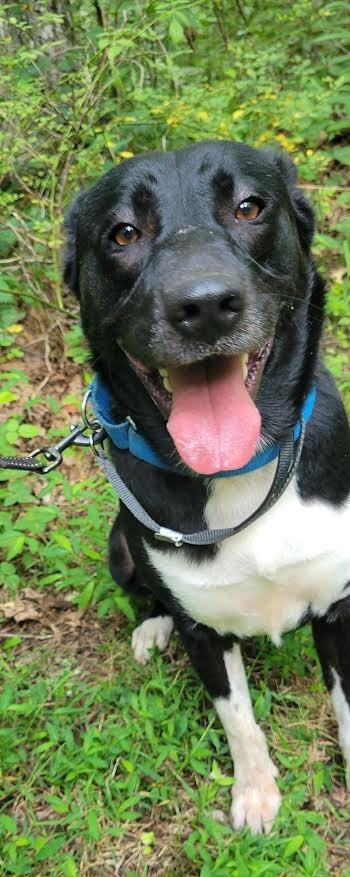 Enlarge Sax, a Adoptable mixed breed in Crossville, TN image 4/6