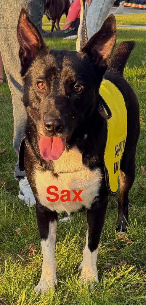 Enlarge Sax, a Adoptable mixed breed in Crossville, TN image 5/6