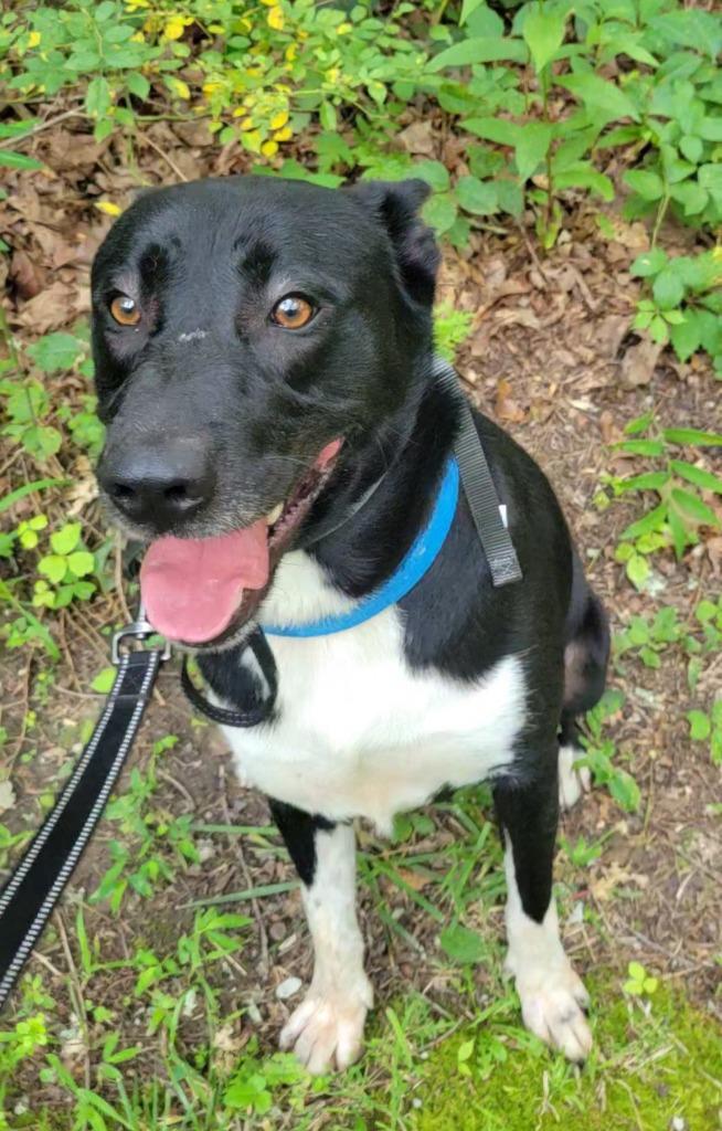 Enlarge Sax, a Adoptable mixed breed in Crossville, TN image 6/6