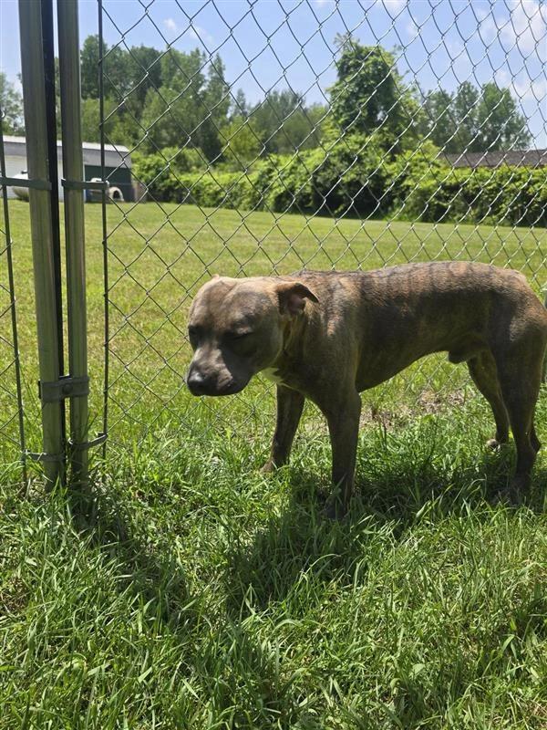 Enlarge Duke, a Adoptable American Staffordshire Terrier in Standish, MI image 3/4