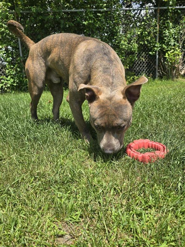 Enlarge Duke, a Adoptable American Staffordshire Terrier in Standish, MI image 1/4