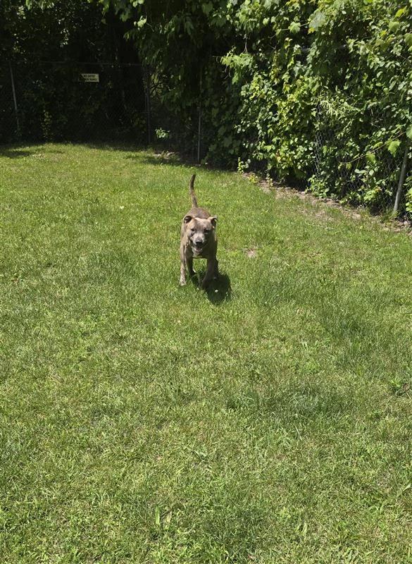 Enlarge Duke, a Adoptable American Staffordshire Terrier in Standish, MI image 2/4