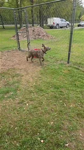 Enlarge Duke, a Adoptable American Staffordshire Terrier in Standish, MI image 4/4