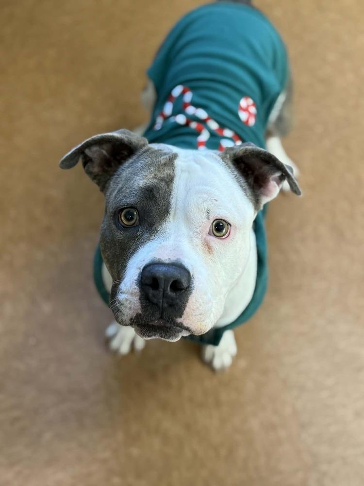 Delilah (FOSTERED LOCALLY), Adoptable, Adult Female Pit Bull Terrier.