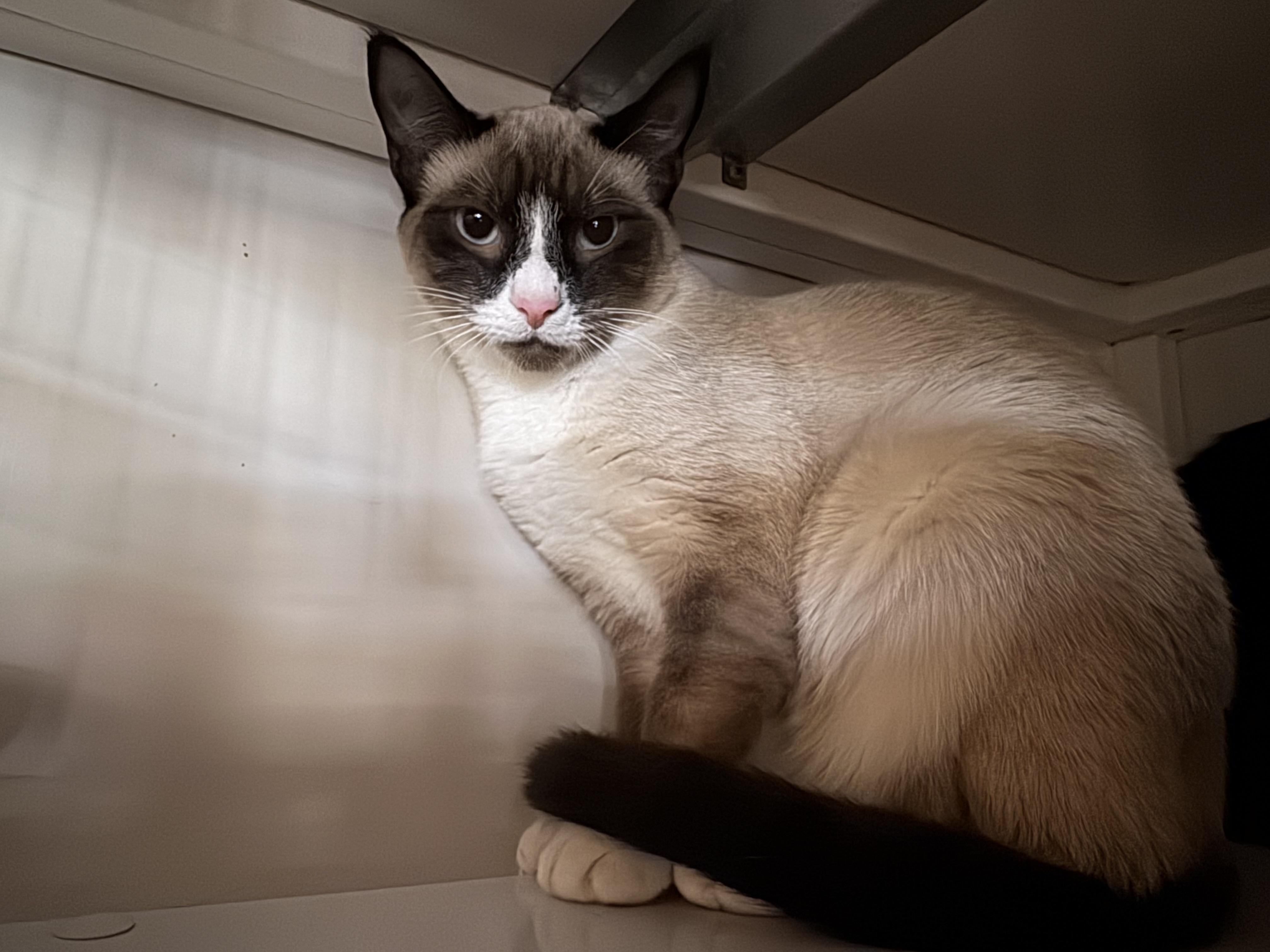 Blanco, Baby Male Siamese