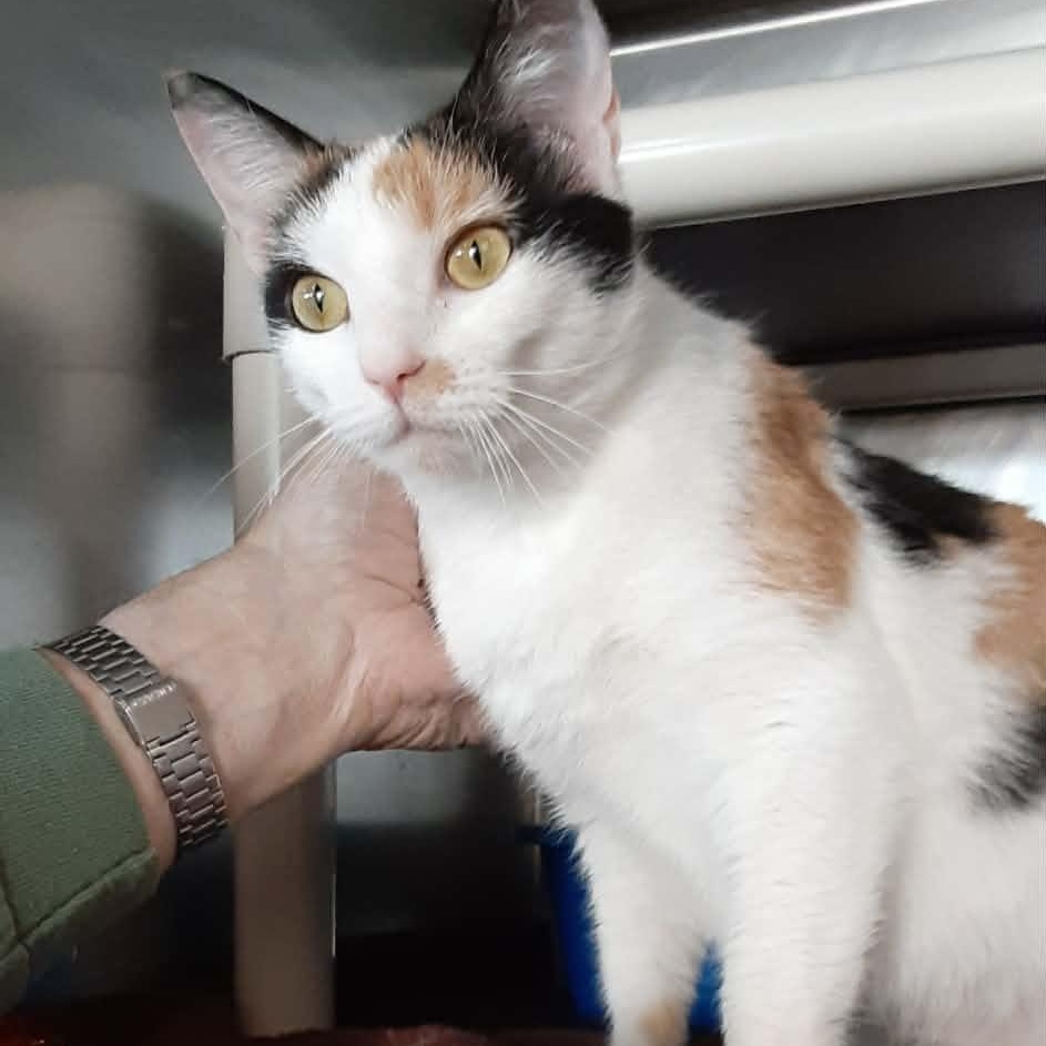 Enlarge Carol, an adopted Domestic Short Hair in Myrtle Beach, SC image 1/4