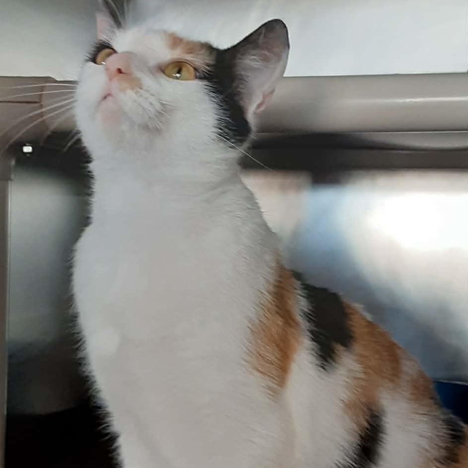 Enlarge Carol, an adopted Domestic Short Hair in Myrtle Beach, SC image 3/4