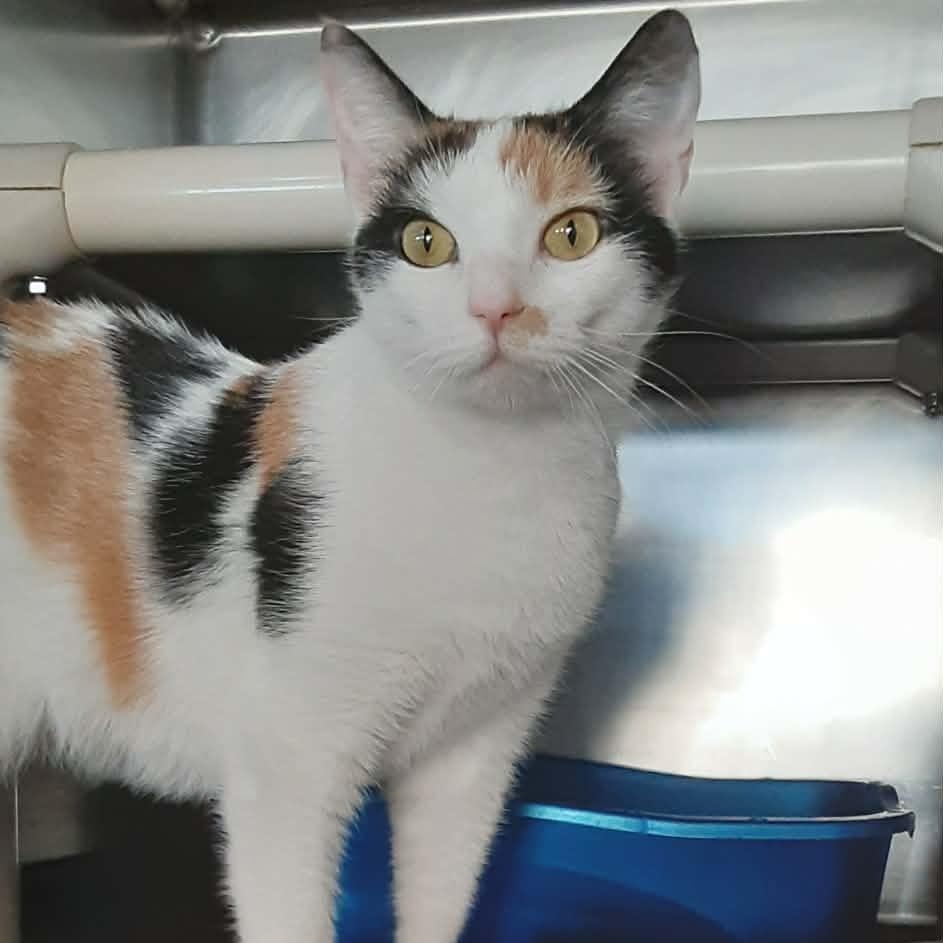 Enlarge Carol, an adopted Domestic Short Hair in Myrtle Beach, SC image 2/4