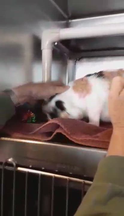 Enlarge Carol, an adopted Domestic Short Hair in Myrtle Beach, SC video 4/4