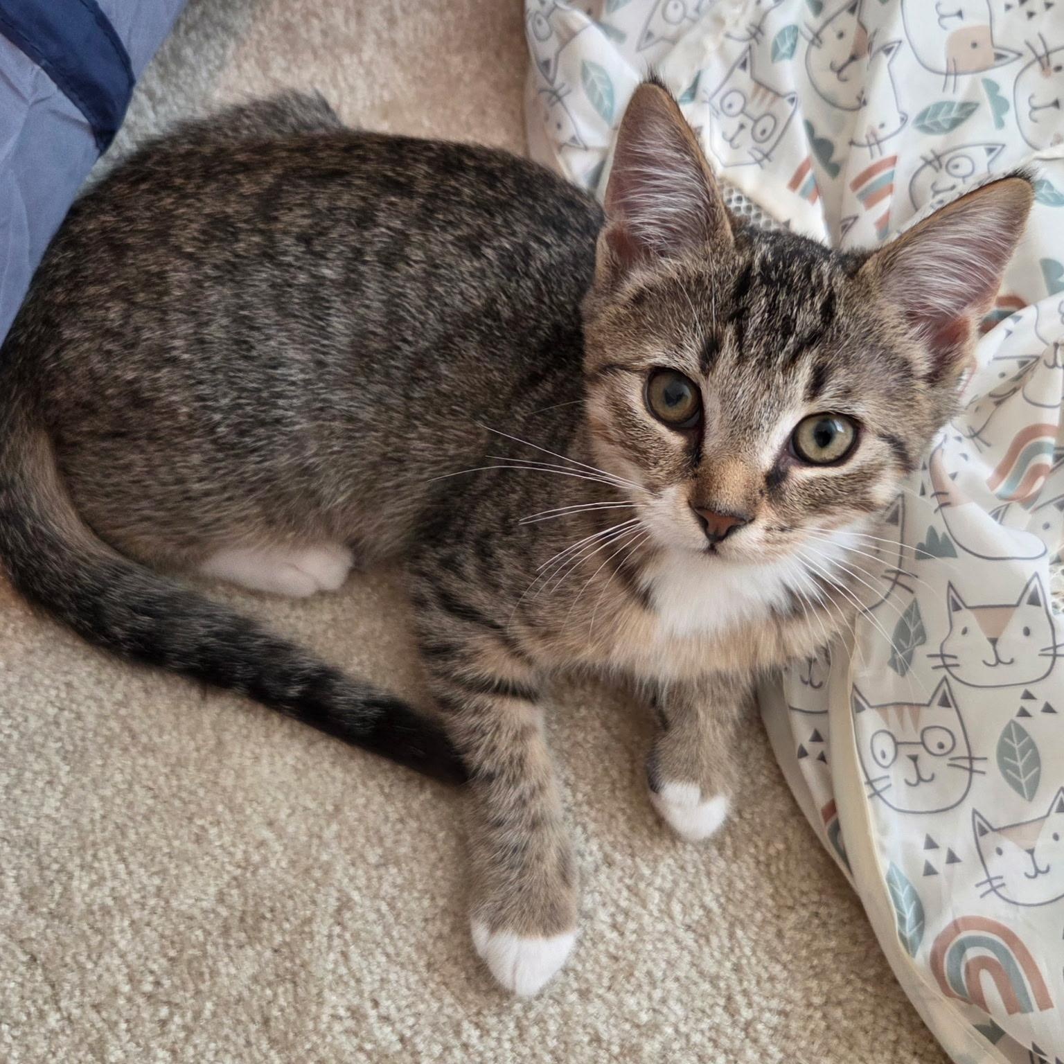 Enlarge Eli, a Adoptable Domestic Short Hair in Sewell, NJ image 3/4