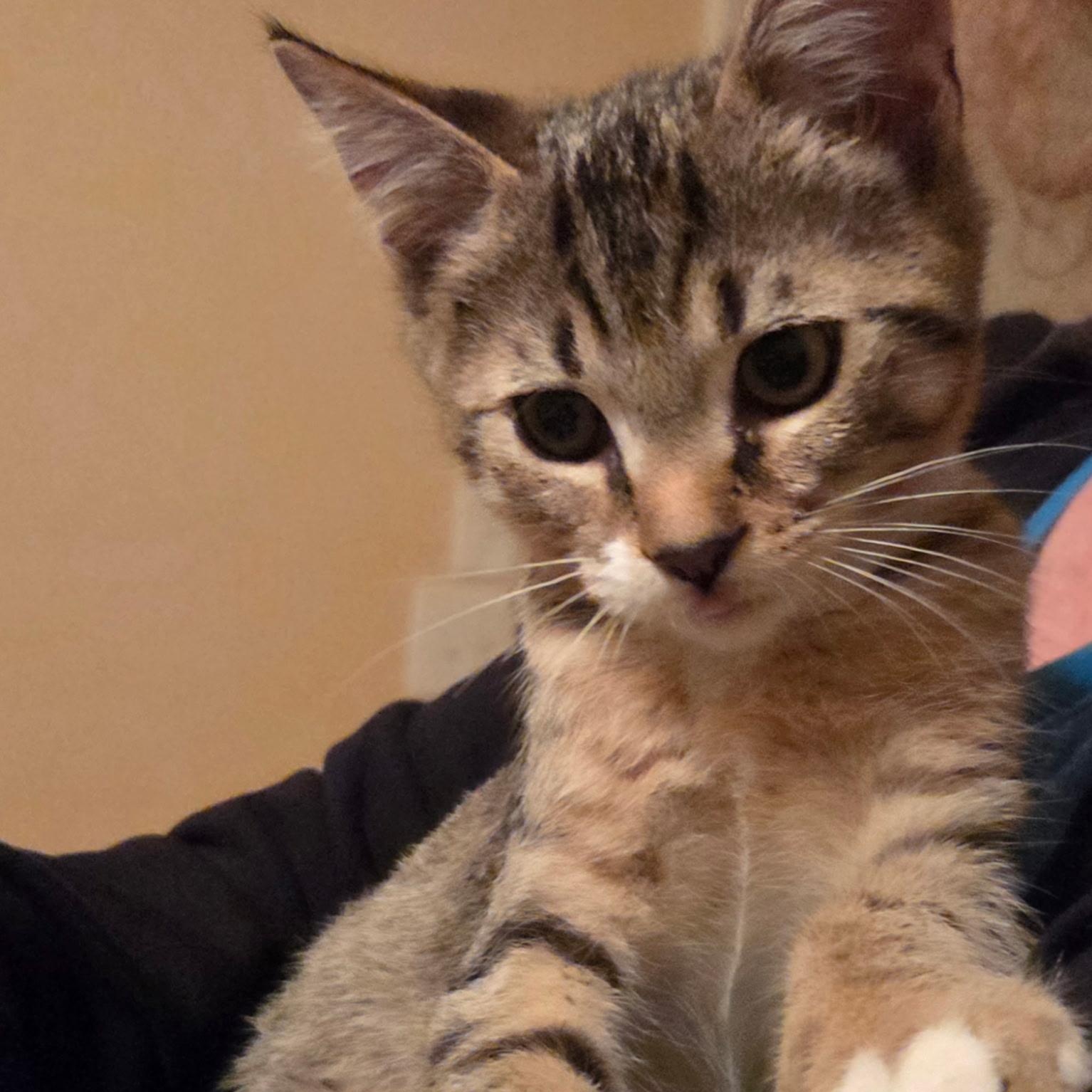 Enlarge Eli, a Adoptable Domestic Short Hair in Sewell, NJ image 2/4