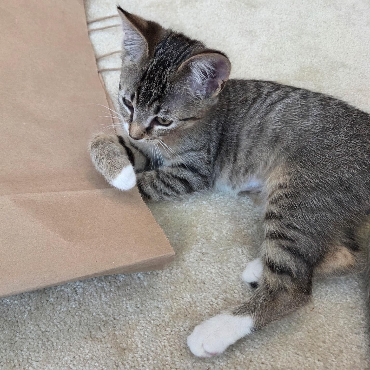 Enlarge Eli, a Adoptable Domestic Short Hair in Sewell, NJ image 4/4