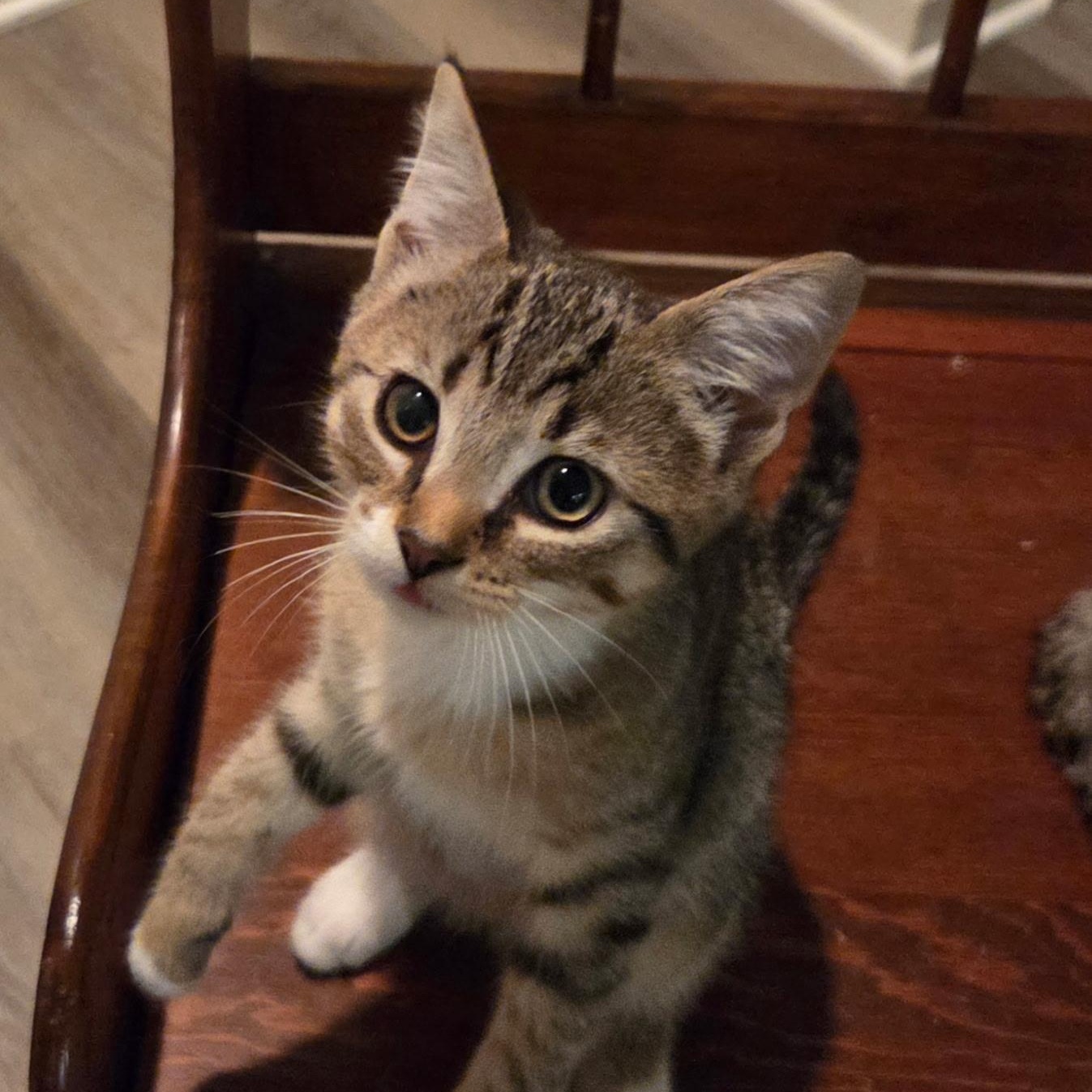Enlarge Eli, a Adoptable Domestic Short Hair in Sewell, NJ image 1/4
