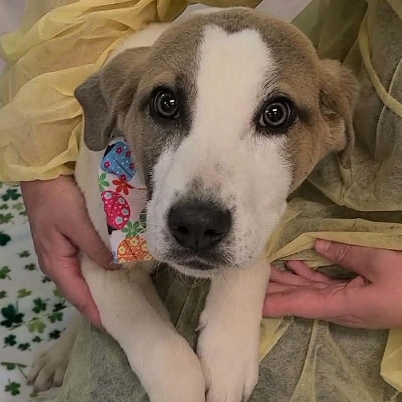 Honey, ADOPTABLE, Young Female Anatolian Shepherd.