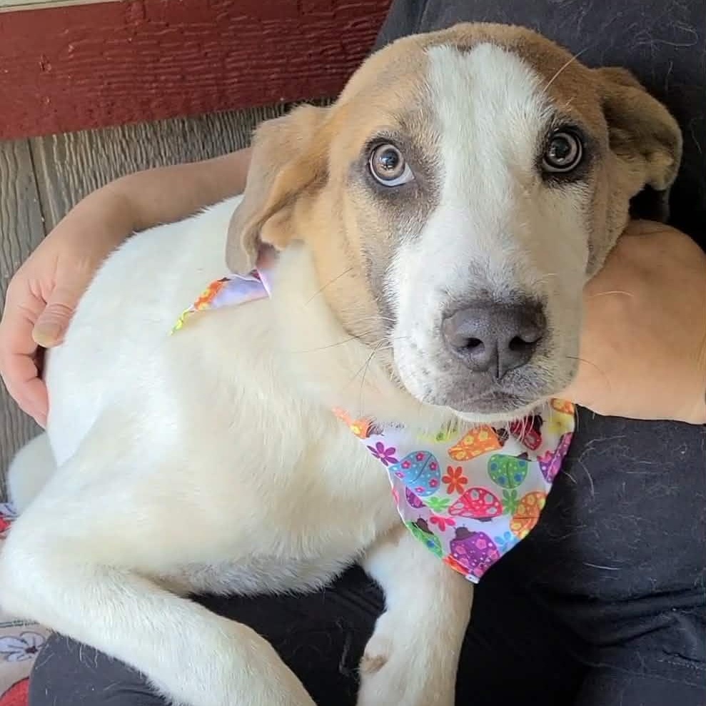 Enlarge Honey, a ADOPTABLE mixed breed in Woolwich, ME image 1/5