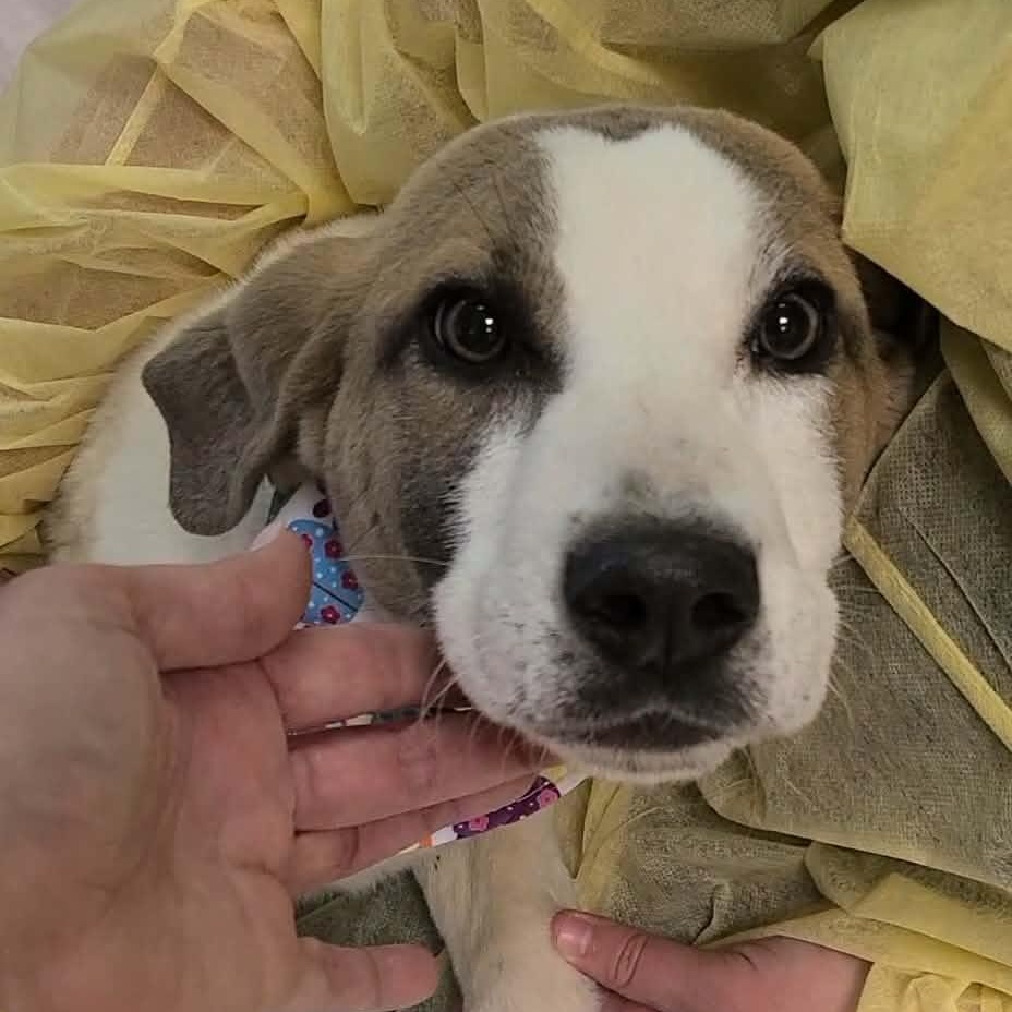 Enlarge Honey, a ADOPTABLE mixed breed in Woolwich, ME image 2/3