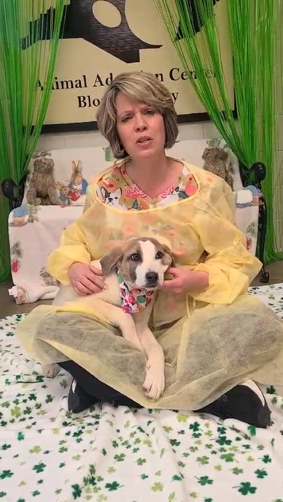 Enlarge Honey, a ADOPTABLE mixed breed in Woolwich, ME video 3/3