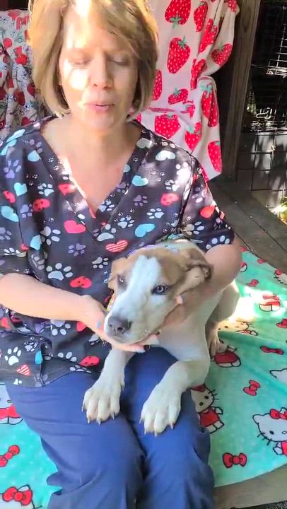 Enlarge Honey, a ADOPTABLE mixed breed in Woolwich, ME video 5/5