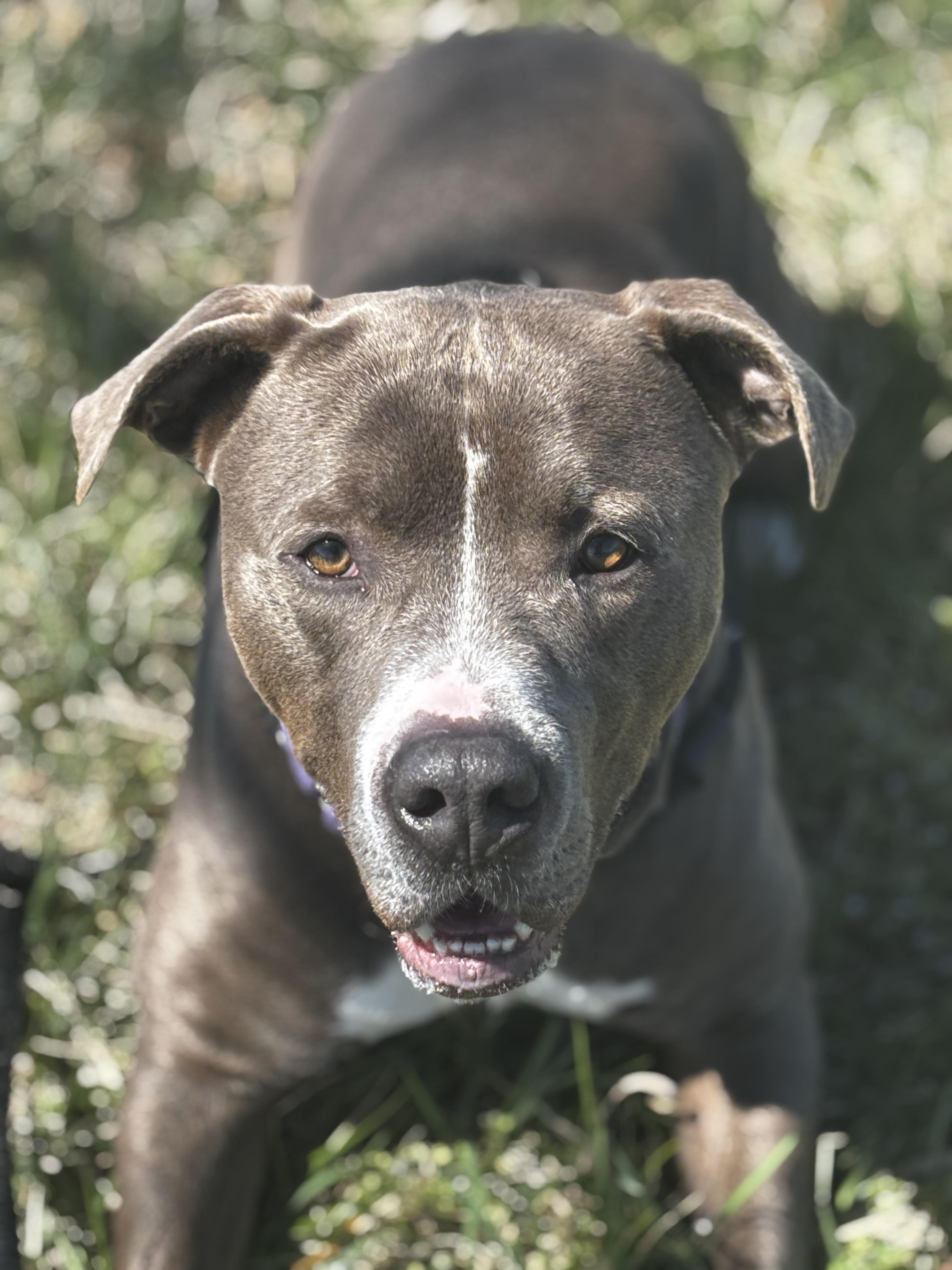 Guapo, Adoptable, Adult Male Mixed Breed.