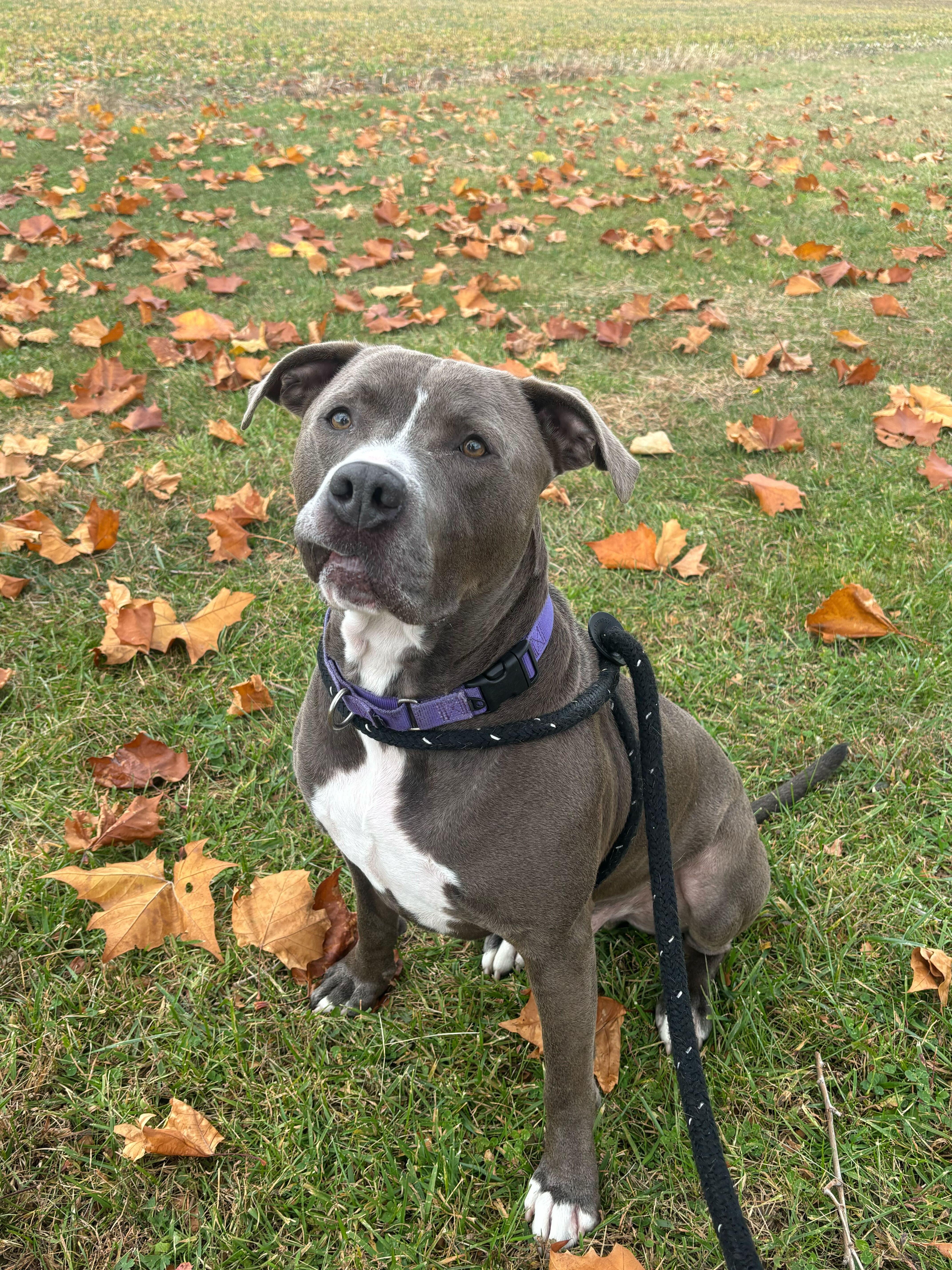 Enlarge Guapo, a Adoptable Mixed Breed in Queenstown, MD image 6/6