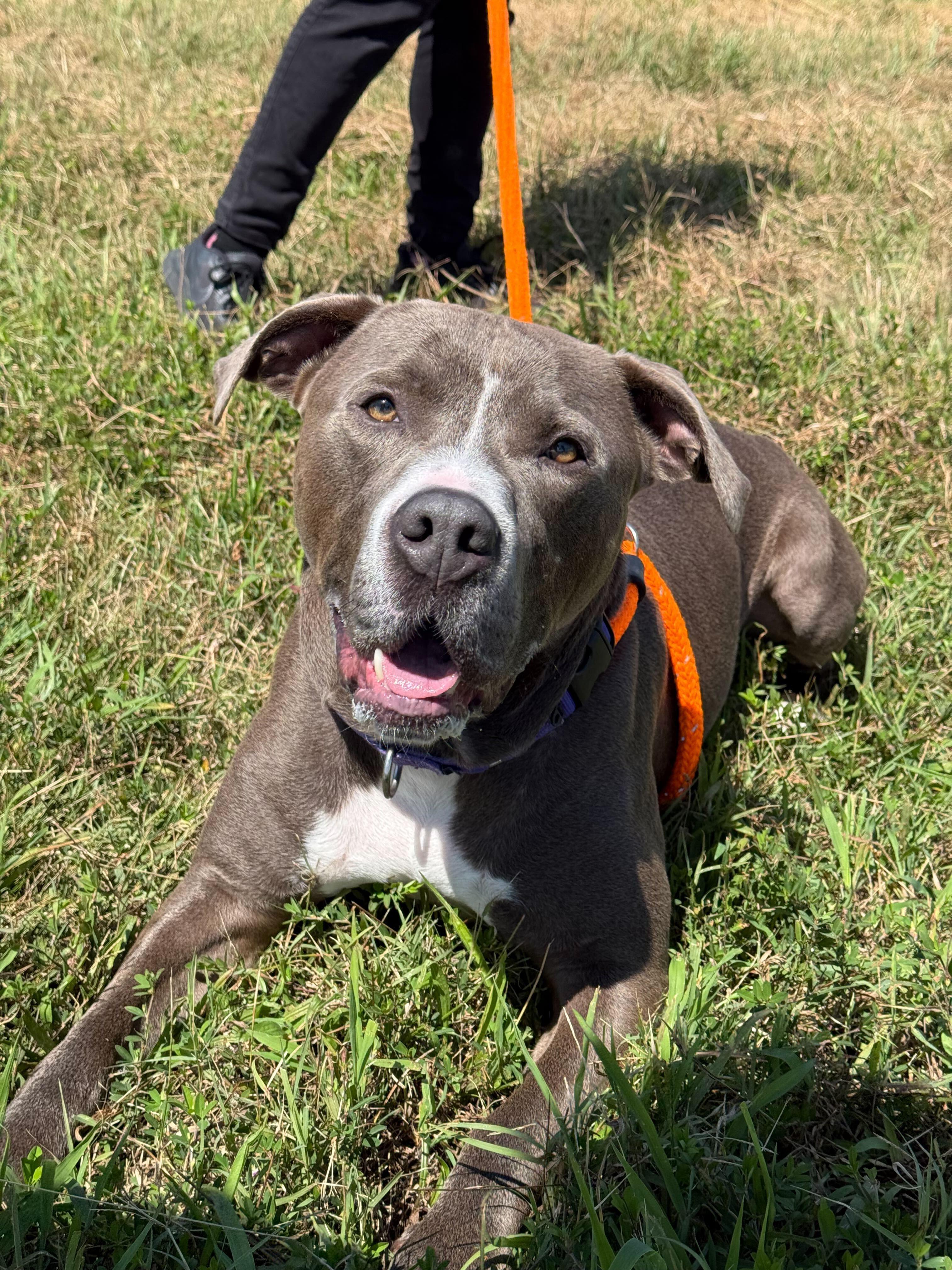 Guapo, Adoptable, Adult Male Mixed Breed.