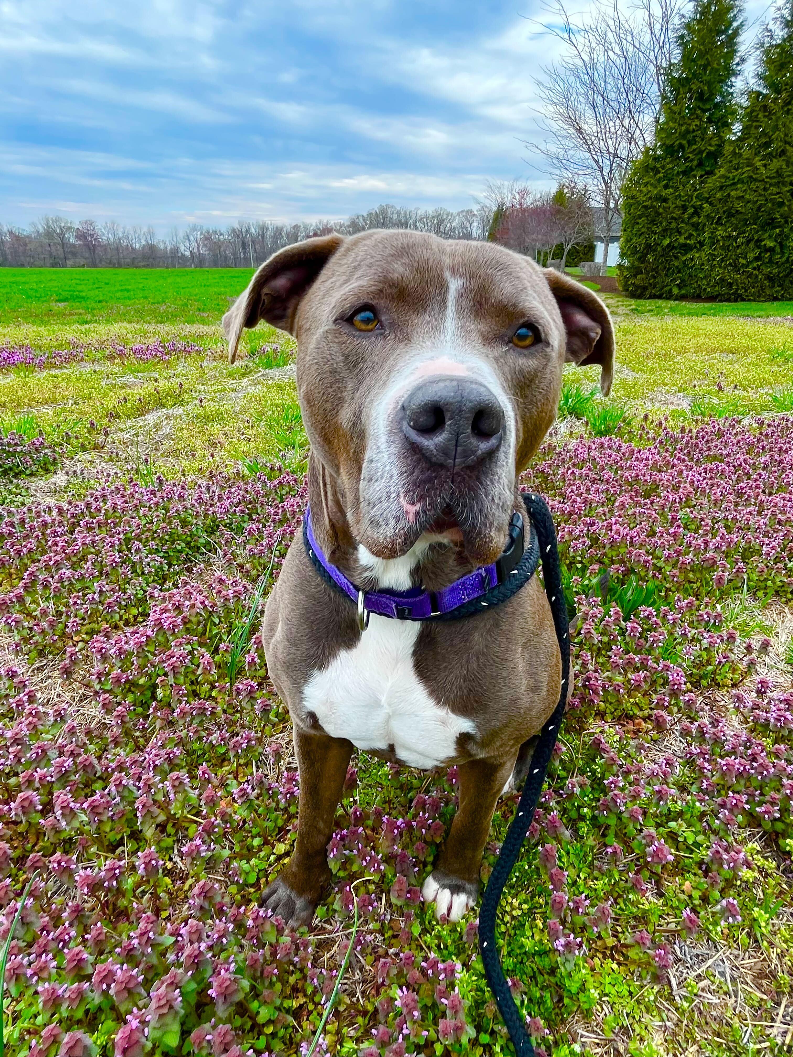 Enlarge Guapo, a Adoptable Mixed Breed in Queenstown, MD image 2/2