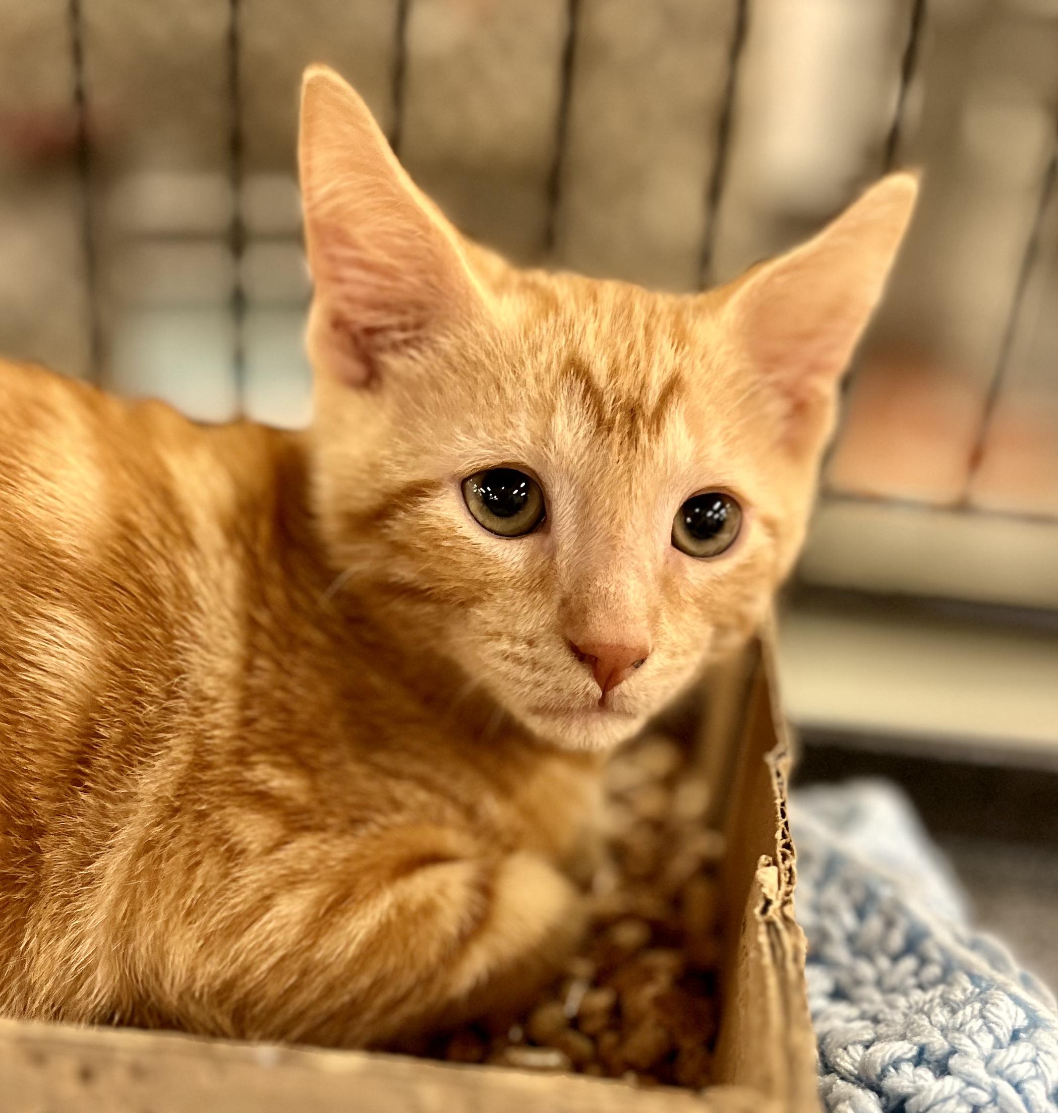 Walter, Adoptable, Kitten Male Tabby.