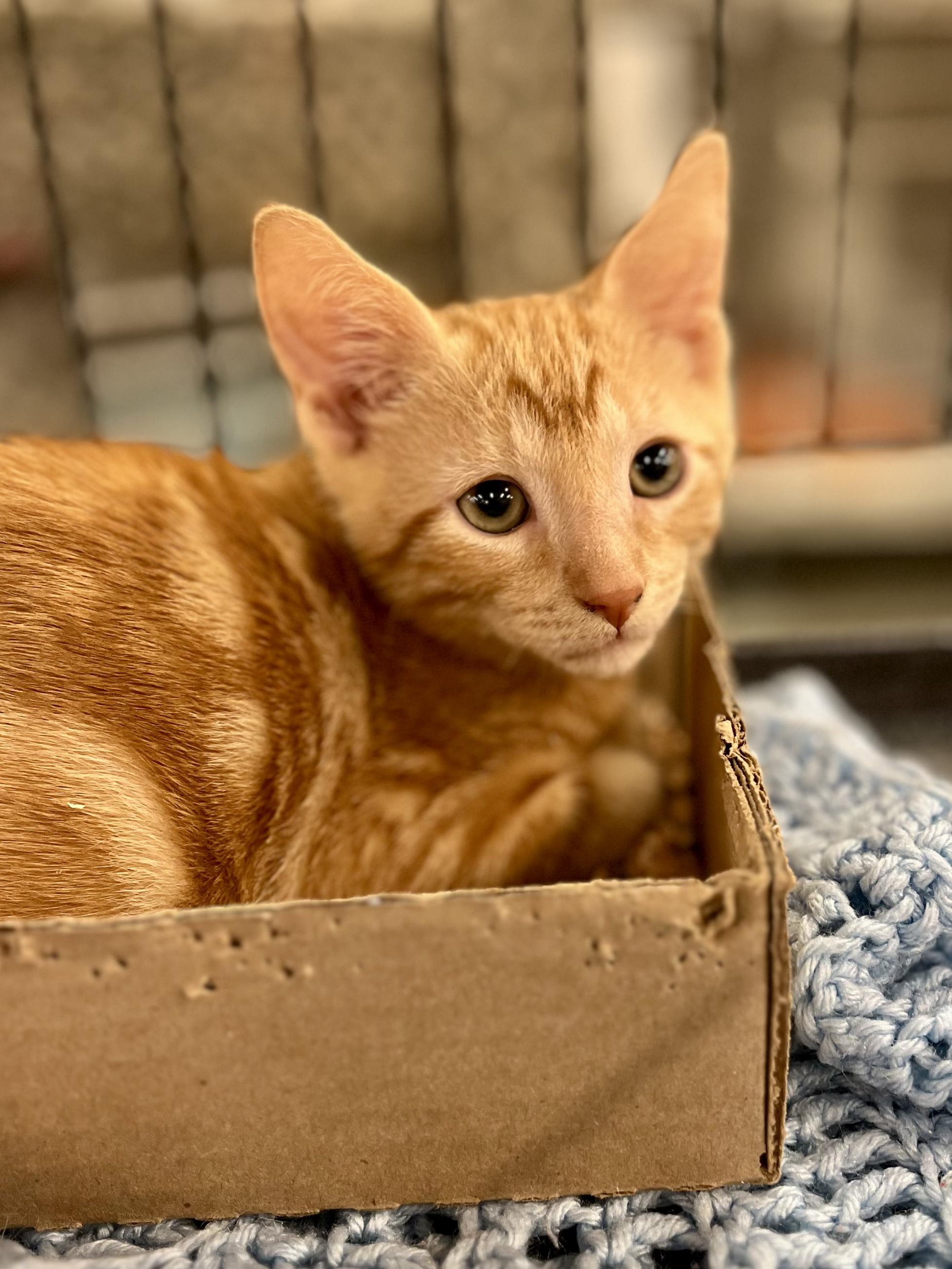 Enlarge Walter, a Adoptable Tabby in Lawrenceville, GA image 4/6