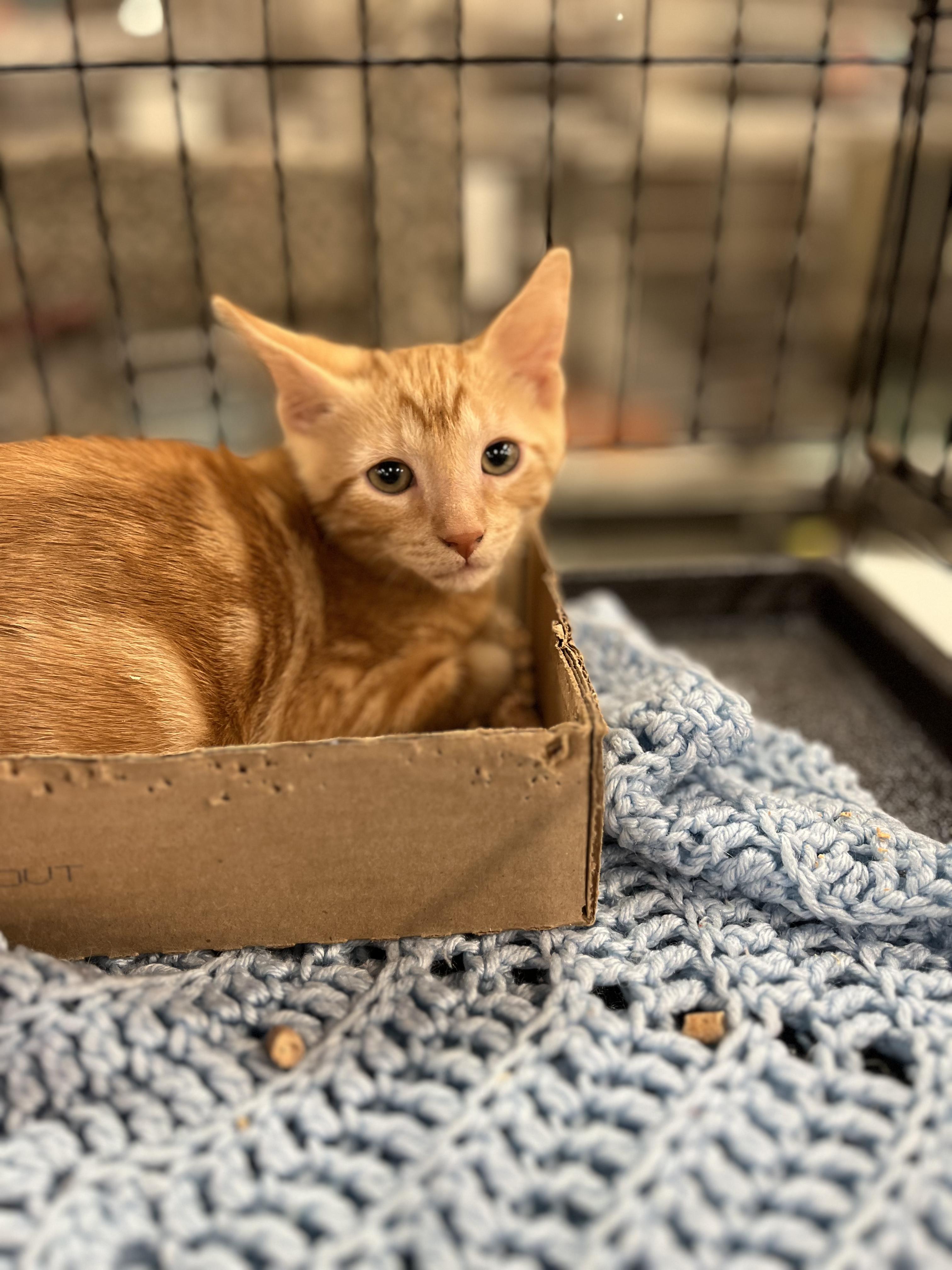 Enlarge Walter, a Adoptable Tabby in Lawrenceville, GA image 5/6