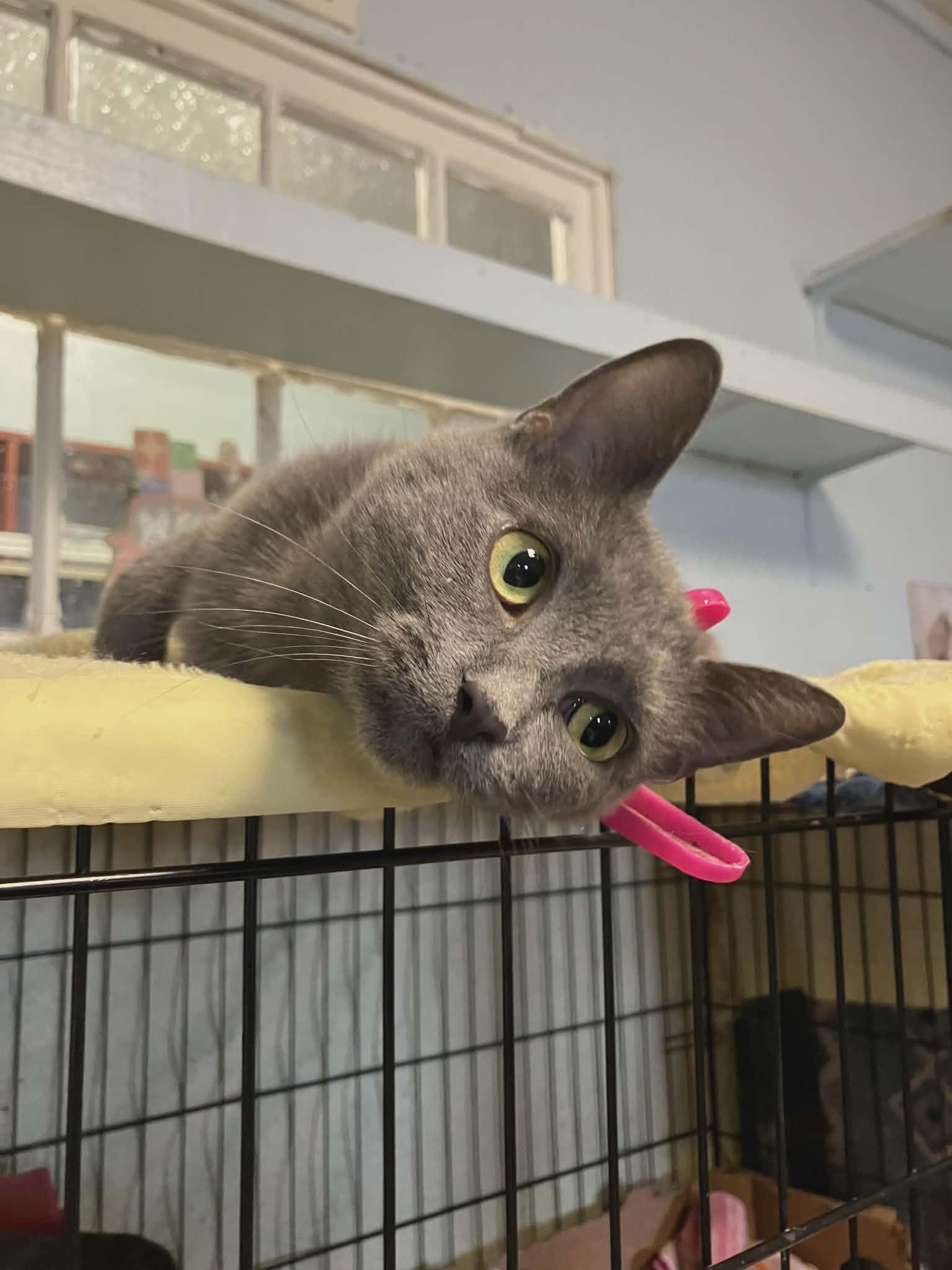 Enlarge Josie, a ADOPTABLE Domestic Short Hair in Midland, MI image 2/3