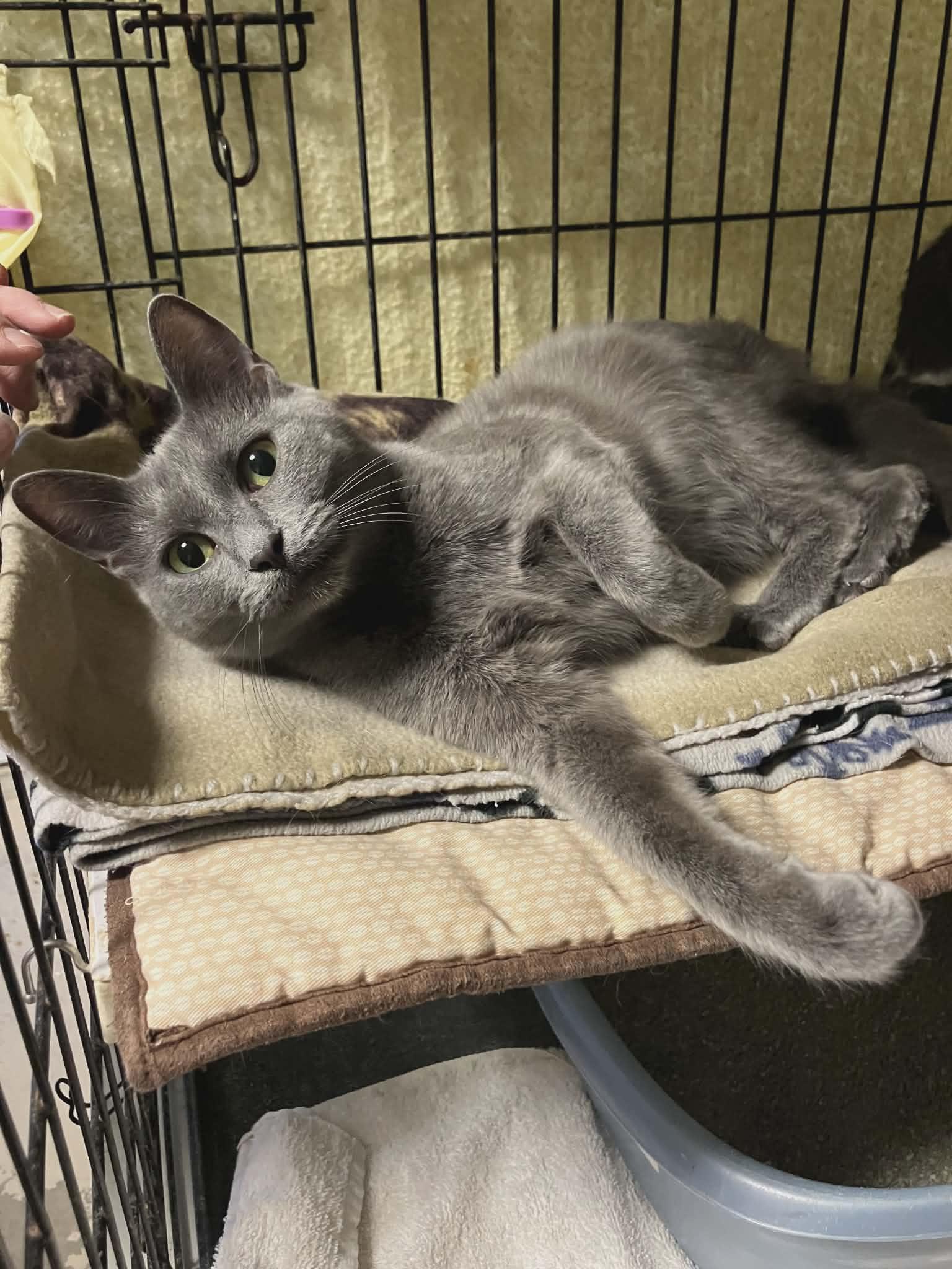 Enlarge Josie, a ADOPTABLE Domestic Short Hair in Midland, MI image 3/3