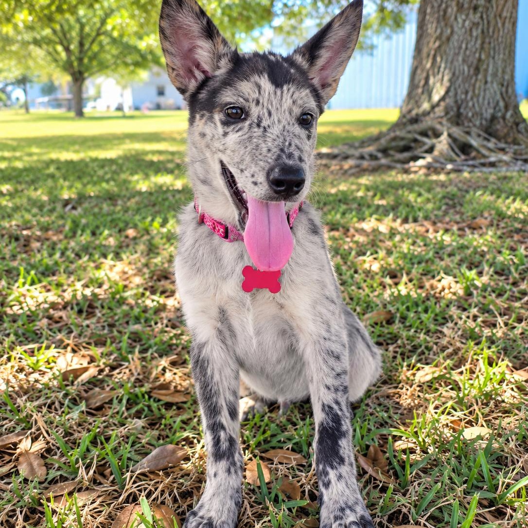 Enlarge Roxy - Tiny Sweet Little Girl, Cute Personality, Cuddle Bug (Fostered in Framingham, MA), a Adoptable mixed breed in Cambridge, MA image 3/5