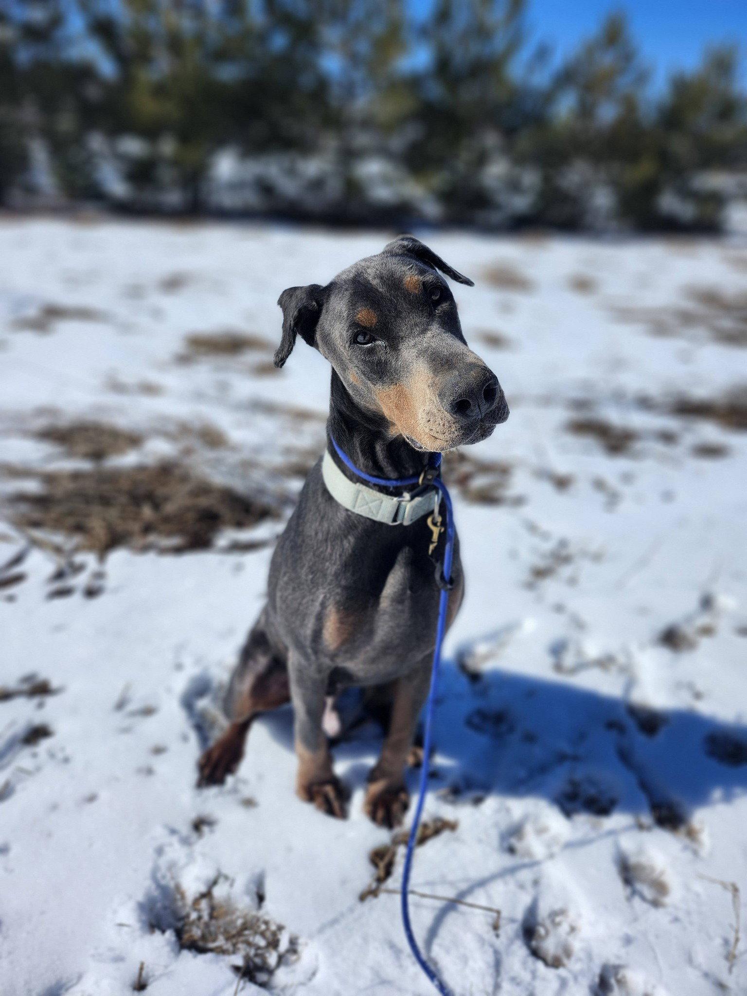 Enlarge Roscoe, a Adoptable Doberman Pinscher in Minneapolis, MN image 1/3