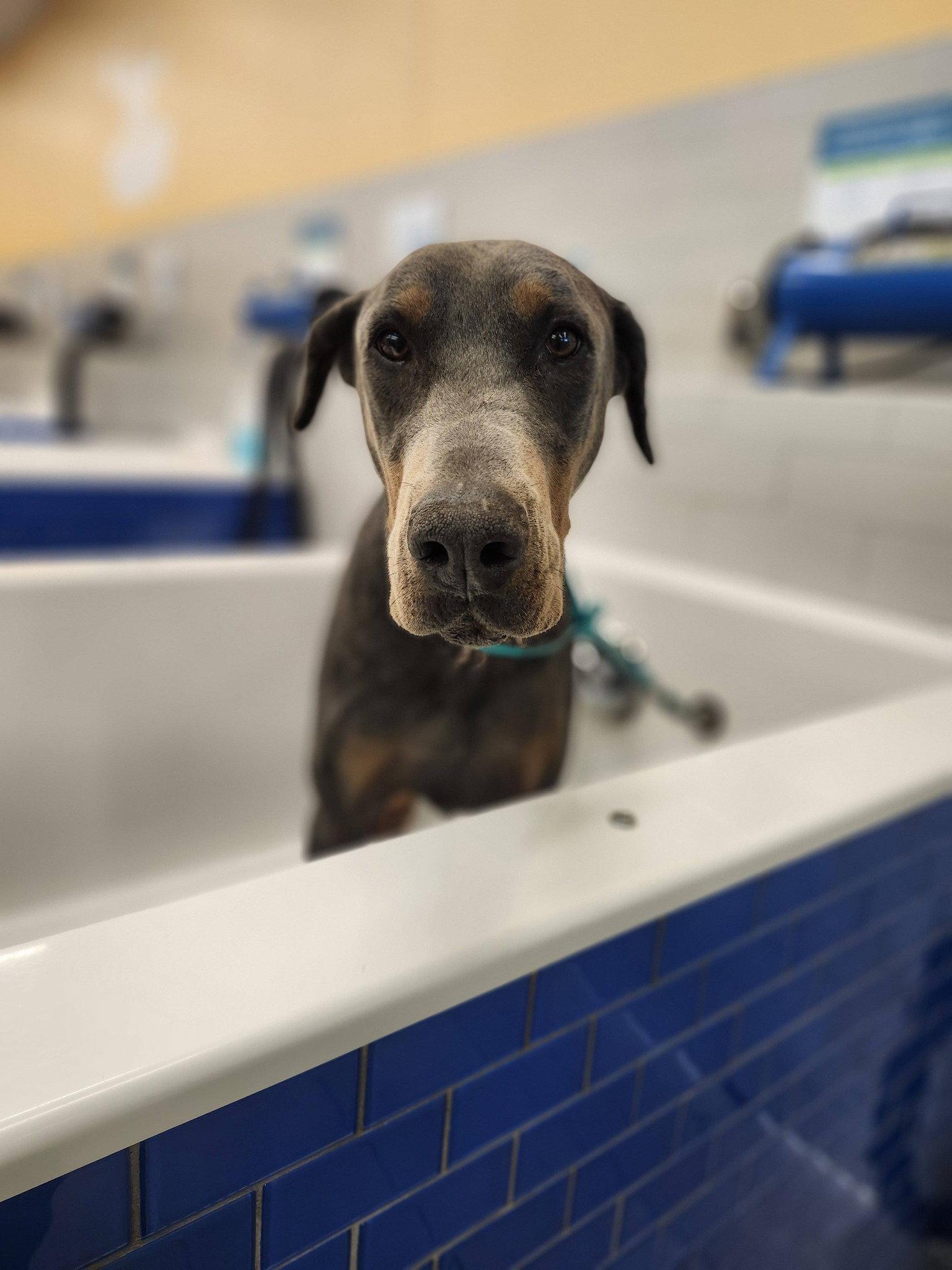 Enlarge Roscoe, a Adoptable Doberman Pinscher in Minneapolis, MN image 2/3